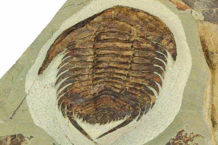 Lower Cambrian Trilobite (Neltneria) - Issafen, Morocco #189923
